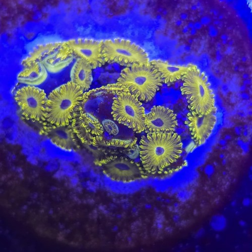 Zoanthus Golden Hornet Zoa WYSIWYG #A0173