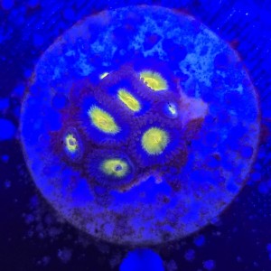 Zoanthus Aoi Zoa WYSIWYG #A0066