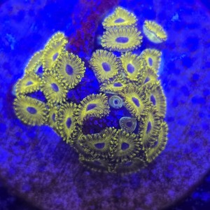 Zoanthus Golden Hornet Zoa WYSIWYG #A0111