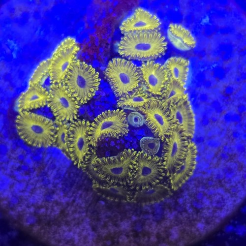Zoanthus Golden Hornet Zoa WYSIWYG #A0111