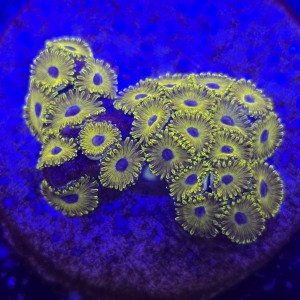 Zoanthus Golden Hornet Zoa WYSIWYG #A0006