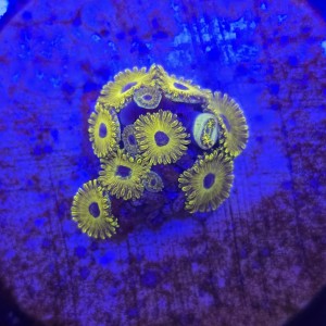 Zoanthus Golden Hornet Zoa WYSIWYG #A0029