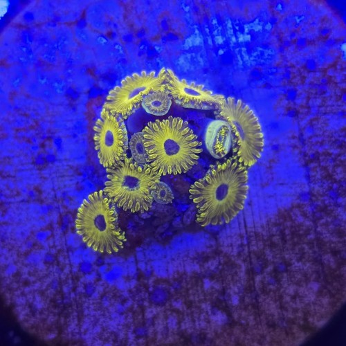 Zoanthus Golden Hornet Zoa WYSIWYG #A0029
