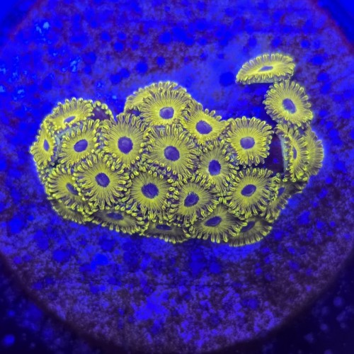 Zoanthus Golden Hornet Zoa WYSIWYG #A0112