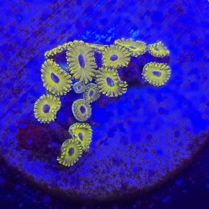 Zoanthus Golden Hornet Zoa WYSIWYG #A0165