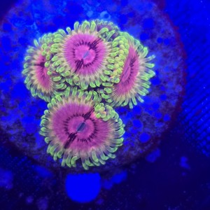 Zoanthus Fake Lime Chili Zoa WYSIWYG #A0002