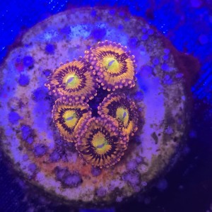 Zoanthus Sakura Sunrise Zoa WYSIWYG #A0039
