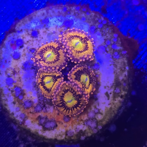 Zoanthus Sakura Sunrise Zoa WYSIWYG #A0039