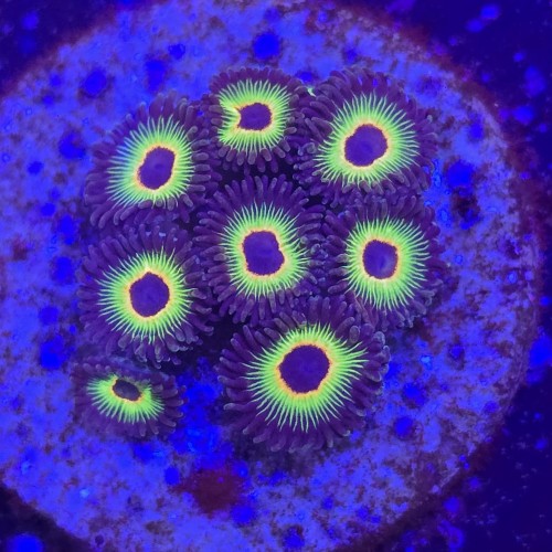 Zoanthus Bob Marleys Zoa WYSIWYG #A0195