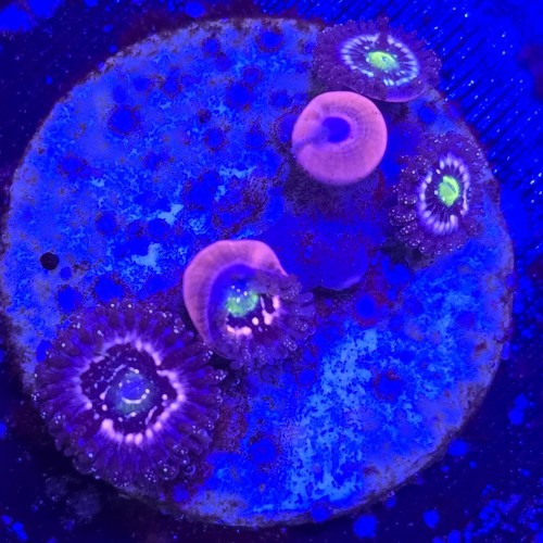 Zoanthus Blue Lagoon Zoa WYSIWYG #A0185
