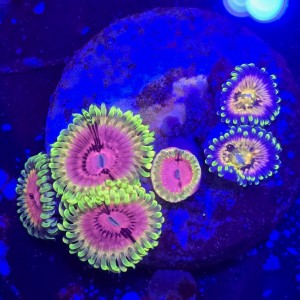 Zoanthus Fake Lime Chili Zoa MIX WYSIWYG #A0068