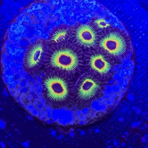 Zoanthus Rasta Zoa WYSIWYG #A0033