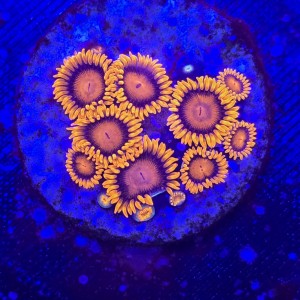 Zoanthus Orange Bam Bam Zoa WYSIWYG #A0073