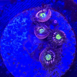 Zoanthus Blue Lagoon Zoa WYSIWYG #A0013