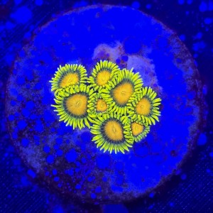 Zoanthus King Midas Zoa WYSIWYG #A0086