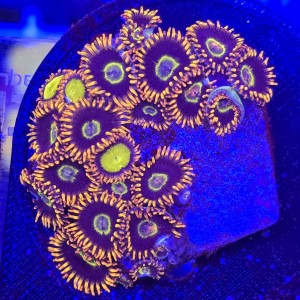 Zoanthus Purple Hornets Zoa WYSIWYG #A0048