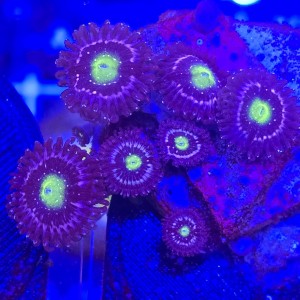 Zoanthus Blue Lagoon Zoa WYSIWYG #E0070