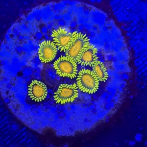 Zoanthus King Midas Zoa WYSIWYG #A0150