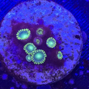 Zoanthus Radioactive Dragon Eye Zoa WYSIWYG #A0063