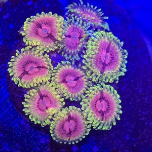 Zoanthus Fake Lime Chili Zoa MIX WYSIWYG #A0020