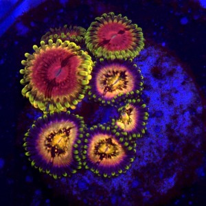 Zoanthus Fake Lime Chili & Sakura Sunrise Zoa MIX WYSIWYG #A0171