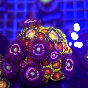 Zoanthus Garden Zoa MIX WYSIWYG #A0094