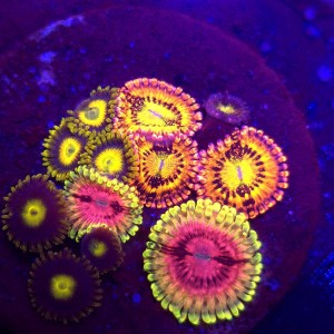 Zoanthus Garden Zoa MIX WYSIWYG #A0012
