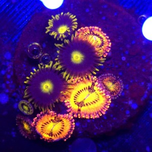 Zoanthus Garden Zoa MIX WYSIWYG #A0164