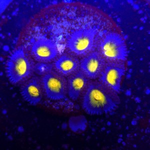 Zoanthus Aoi Zoa WYSIWYG #A0101