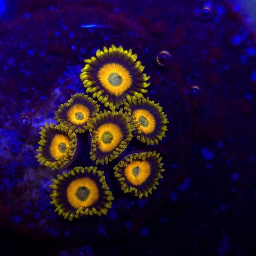 Zoanthus Scrambled Eggs Zoa WYSIWYG #A0004