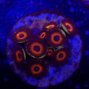 Zoanthus Red Bull Zoa WYSIWYG #A0057