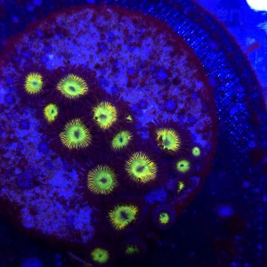 Zoanthus Rainbow Zoa WYSIWYG #A0133