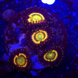 Zoanthus Sunny D Zoa WYSIWYG #A0079