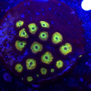 Zoanthus Rainbow Zoa WYSIWYG #A0102