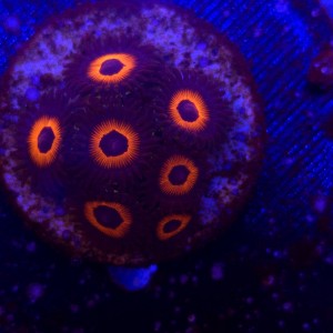 Zoanthus Red Bull Zoa WYSIWYG #A0031