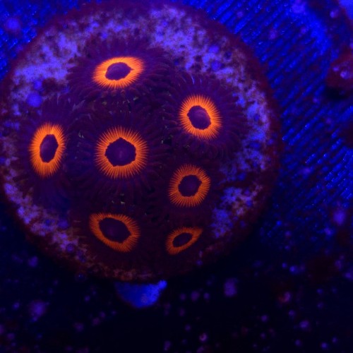 Zoanthus Red Bull Zoa WYSIWYG #A0031