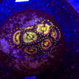 Zoanthus Sakura Sunrise Zoa WYSIWYG #A0143
