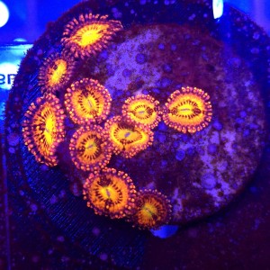 Zoanthus Pandora Zoa WYSIWYG #A0136