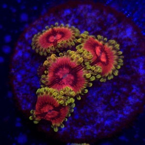 Zoanthus Fake Lime Chili Zoa WYSIWYG #A0055