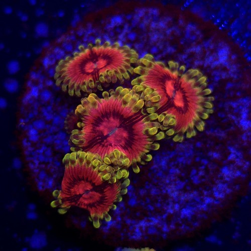 Zoanthus Fake Lime Chili Zoa WYSIWYG #A0055