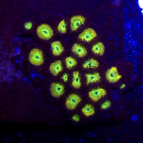Zoanthus Rainbow Zoa WYSIWYG #A0022