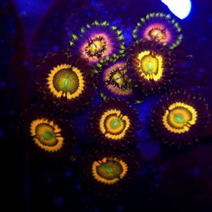 Zoanthus Mega Rainbow & Sakura Sunrine Mix Zoa WYSIWYG #A0087