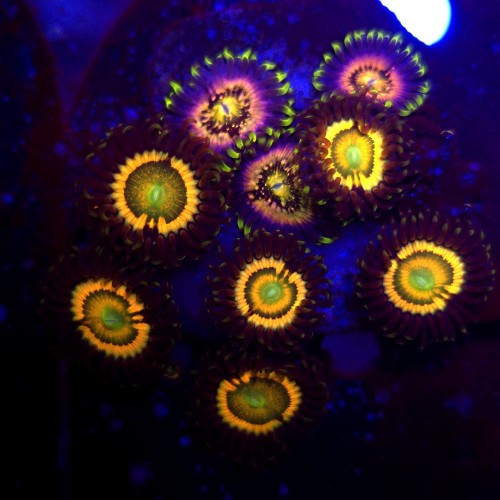 Zoanthus Mega Rainbow & Sakura Sunrine Mix Zoa WYSIWYG #A0087
