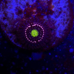 Zoanthus Blue Lagoon Zoa WYSIWYG #A0052