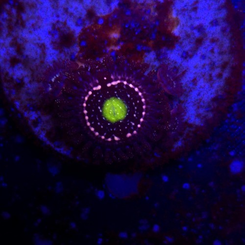 Zoanthus Blue Lagoon Zoa WYSIWYG #A0052