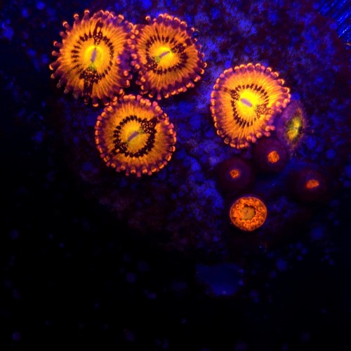 Zoanthus Pandora Zoa WYSIWYG #A0071