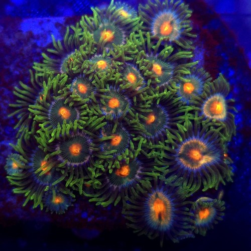 Zoanthus Gorilla Nipples Zoa WYSIWYG #A0034