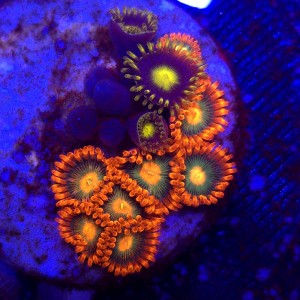 Zoanthus Garden Mix WYSIWYG #A0015