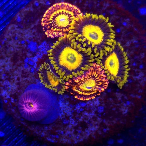 Zoanthus Garden Mix WYSIWYG #A0109
