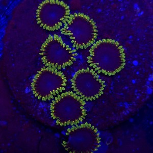 Zoanthus Joker Zoa WYSIWYG #A0028